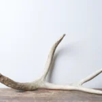 Mule Deer Antler | Medium Size | 31