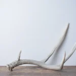 Mule Deer Antler | Medium Size | 36