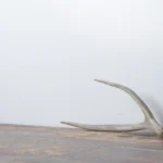 Mule Deer Antler | Medium Size | 37
