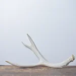 Mule Deer Antler | Medium Size | 41