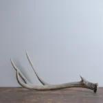 Mule Deer Antler | Medium Size | 42
