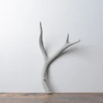 Mule Deer Antler | Medium Size | 46