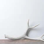 Mule Deer Antler | Medium Size | 51