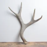 Mule Deer Antler | Medium Size | 55