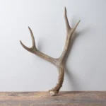 Mule Deer Antler | Medium Size | 57