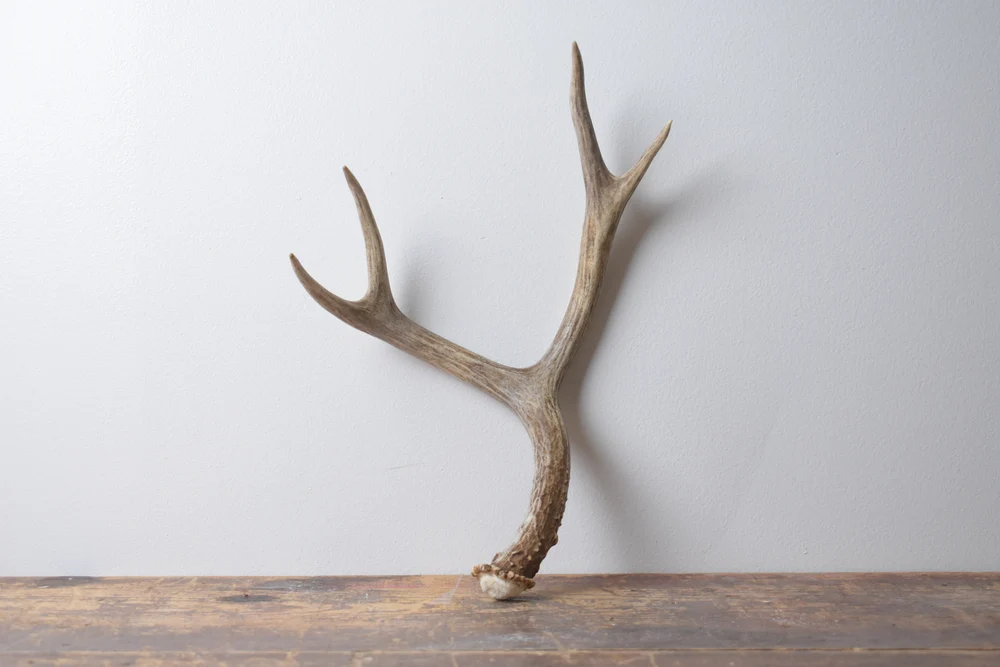 Mule Deer Antler Medium Size 57 Mule Deer Antler | Medium Size | 57 - Image 1