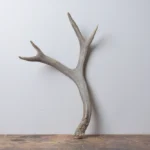 Mule Deer Antler | Medium Size | 58