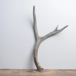 Mule Deer Antler | Medium Size | 60