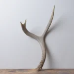 Mule Deer Antler | Medium Size | 62
