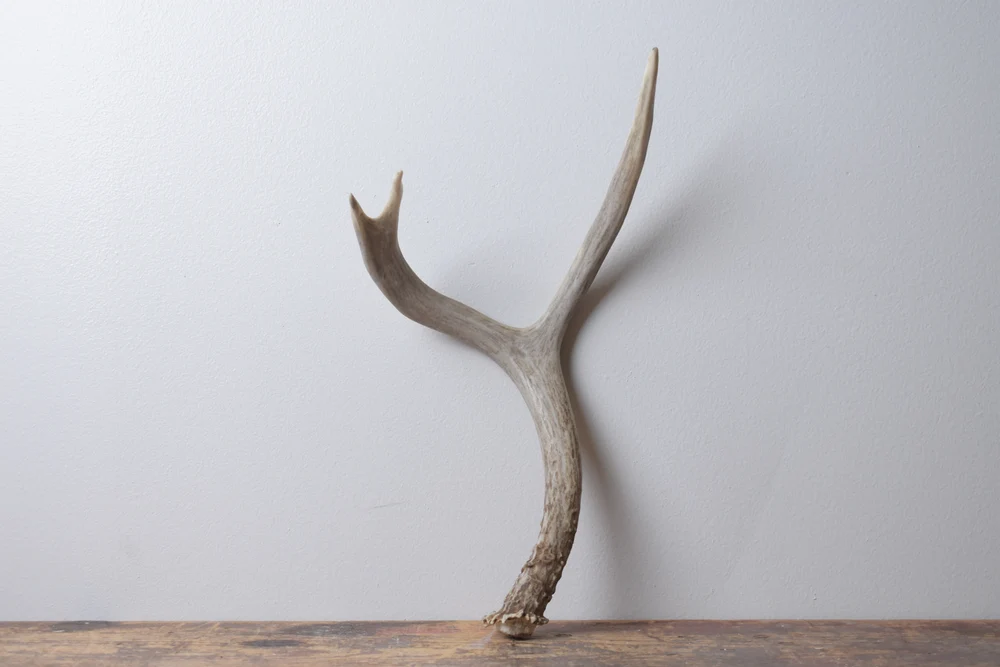 Mule-Deer-Antler-Medium-Size-62 Mule Deer Antler | Medium Size | 62 - Image 1