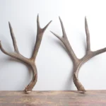 Mule Deer Antler Set | Extra-Large | 1