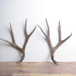 Mule Deer Antler Set | Large | 2