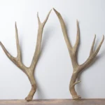 Mule Deer Antler Set | Large | 66