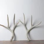 Mule Deer Antler Set | Large Size | 53