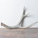 Mule Deer Antler | Small Size | 09