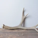 Mule Deer Antler | Small Size | 20