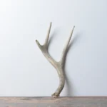 Mule Deer Antler | Small Size | 25