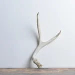 Mule Deer Antler | Small Size | 26