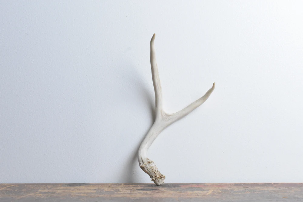 Mule-Deer-Antler-Small-Size-26 Mule Deer Antler | Small Size | 26 - Image 1