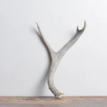 Mule Deer Antler | Small Size | 28