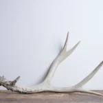 Mule Deer Antler | Small Size | 30