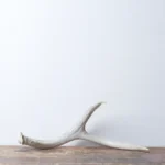 Mule Deer Antler | Small Size | 32
