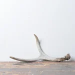 Mule Deer Antler | Small Size | 33