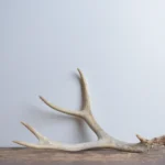 Mule Deer Antler | Small Size | 44