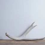 Mule Deer Antler | Small Size | 48