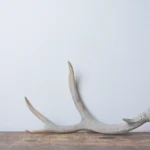 Mule Deer Antler | Small Size | 50