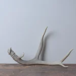 Mule Deer Antler | Small Size | 52