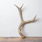 Mule Deer Antler | Small Size | 56