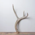 Mule Deer Antler | Small Size | 61