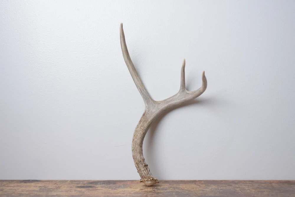 Mule-Deer-Antler-Small-Size-61 Mule Deer Antler | Small Size | 61 - Image 1