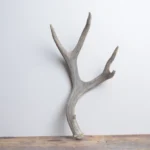 Mule Deer Antler | Small Size | 63