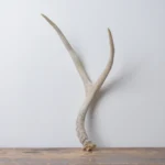 Mule Deer Antler | Small Size | 65