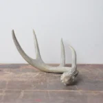 Whitetail Deer Antler | 01