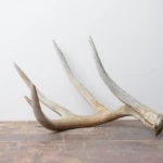 Whitetail Deer Antler | 02