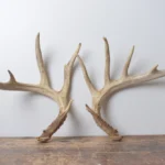 Whitetail Deer Antler Set | Large | 1