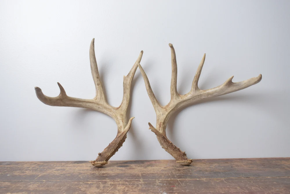 Whitetail-Deer-Antler-Set-Large-1 Whitetail Deer Antler Set | Large | 1 - Image 1
