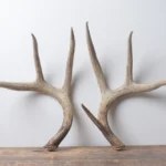 Whitetail Deer Antler Set | Large | 4