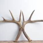 Whitetail Deer Antler Set | Large | 6
