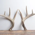 Whitetail Deer Antler Set | Medium | 2