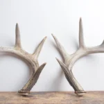 Whitetail Deer Antler Set | Small | 3